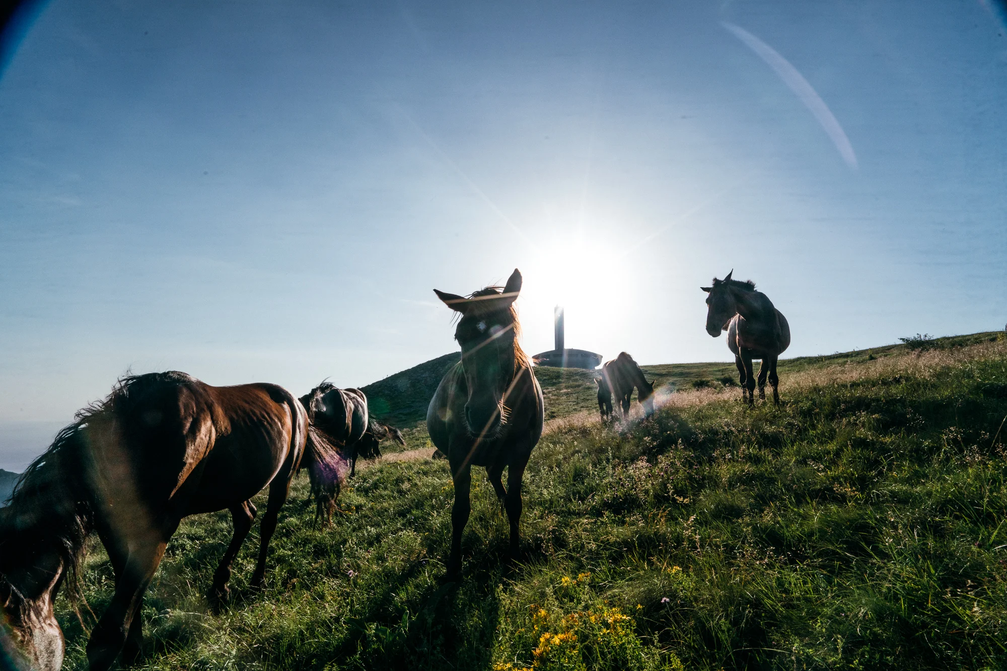 Horses at Monument.jpg