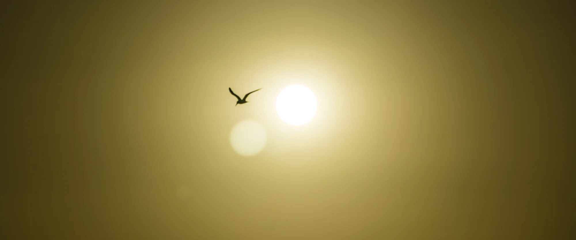 Bird iin the Sun.jpg