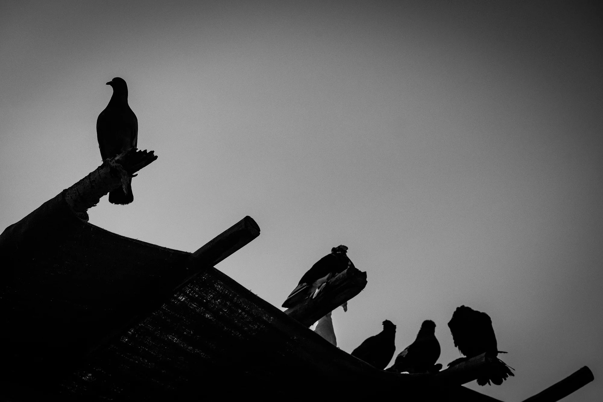 Birds on the Roof.jpg