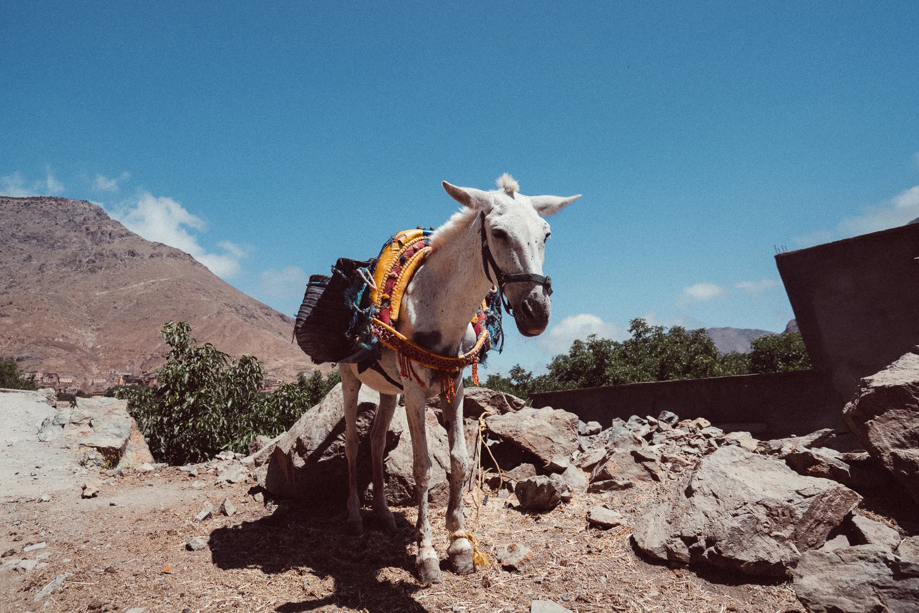 Atlas Horse.jpg