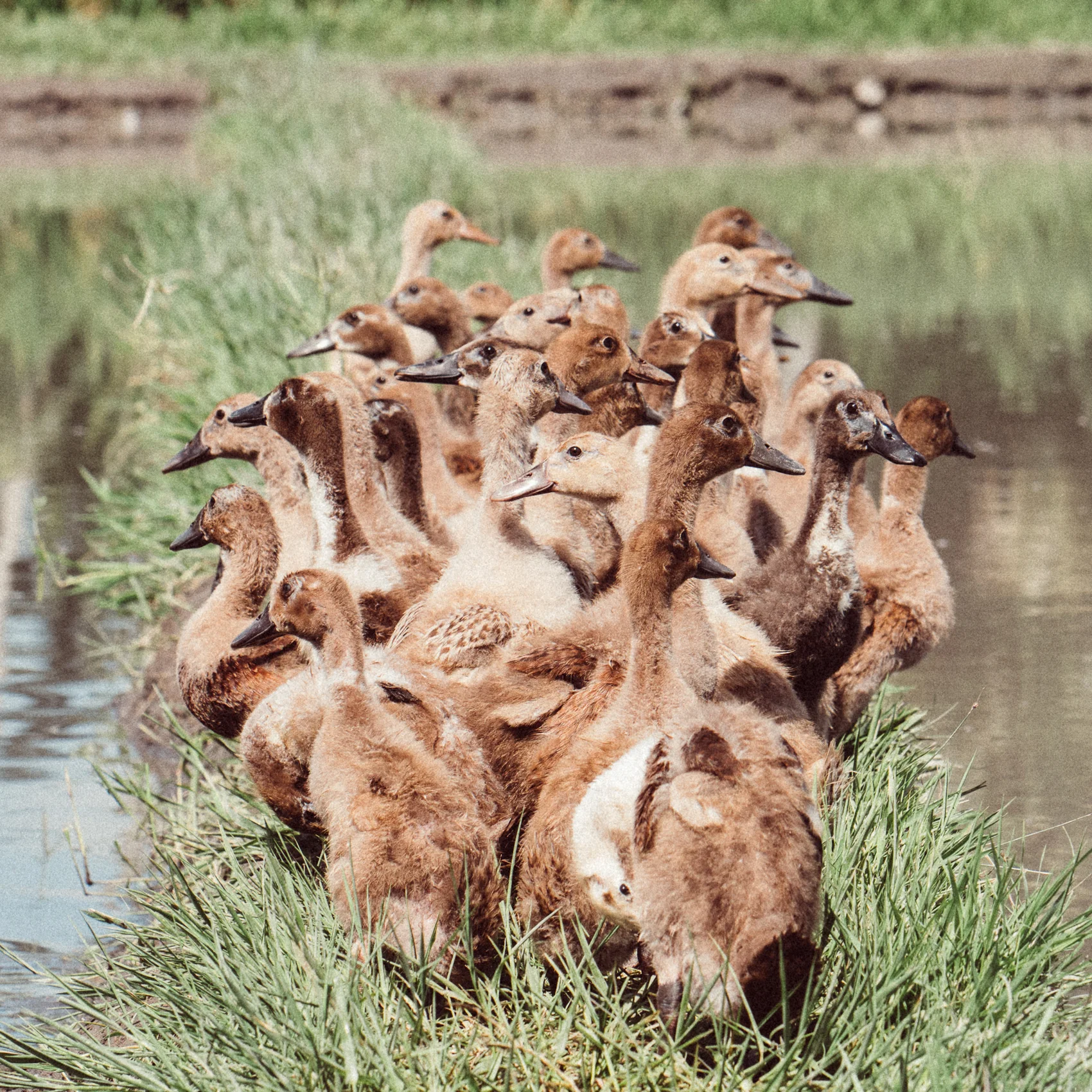 Ducks.jpg