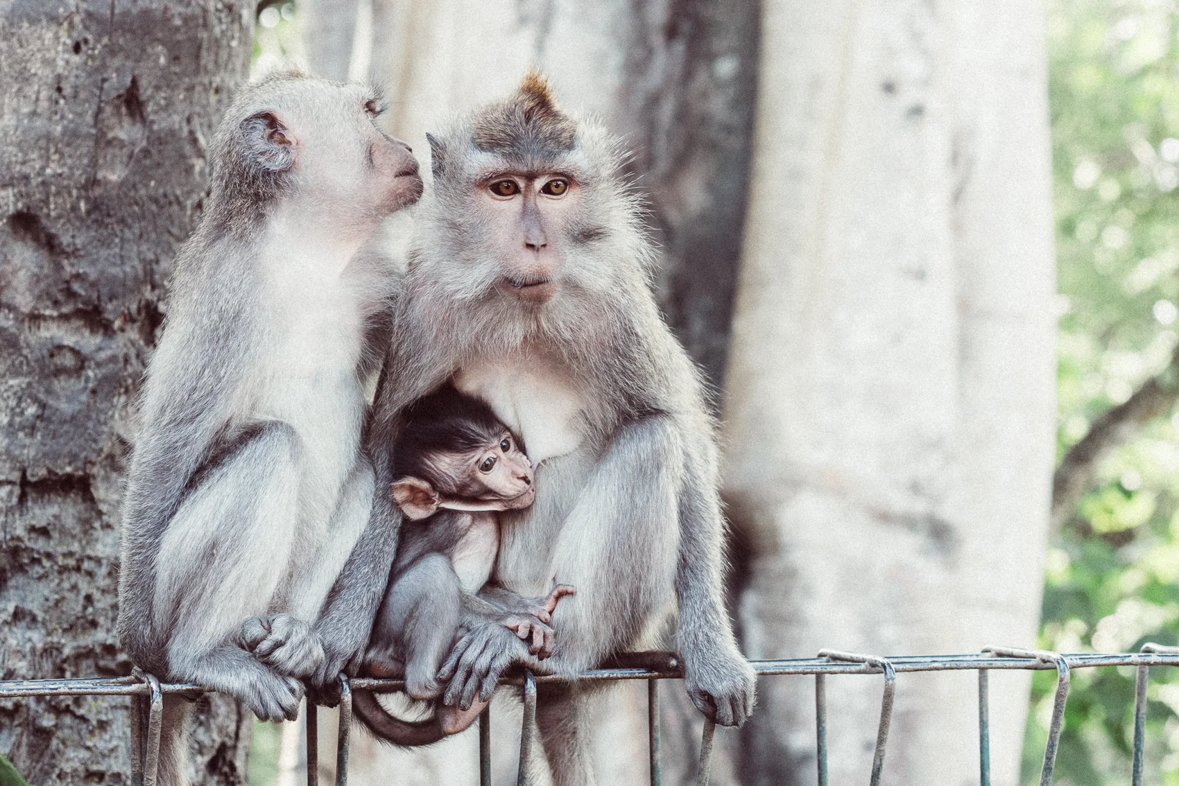 Monkey Family.jpg