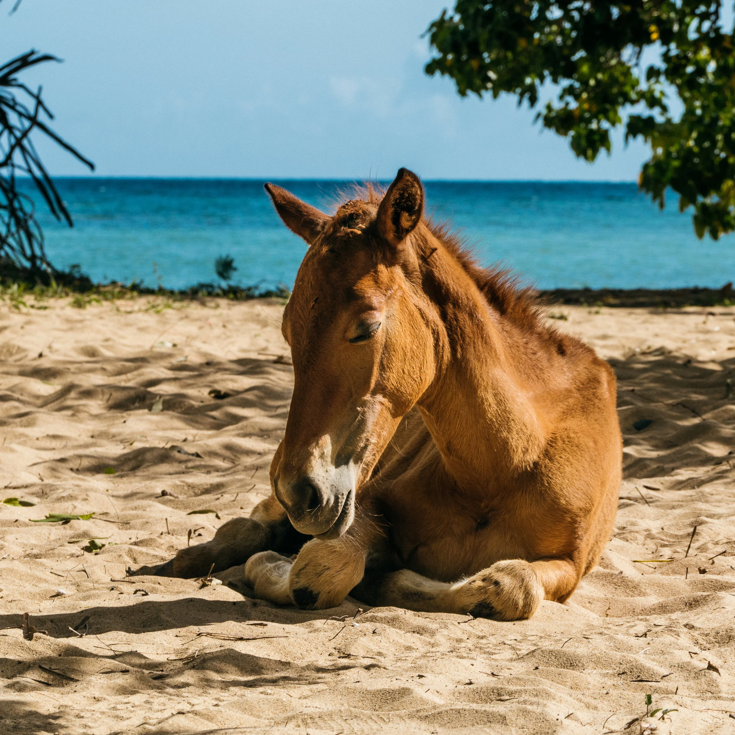 VIEQUES DAY TWO MORNING-9.jpg