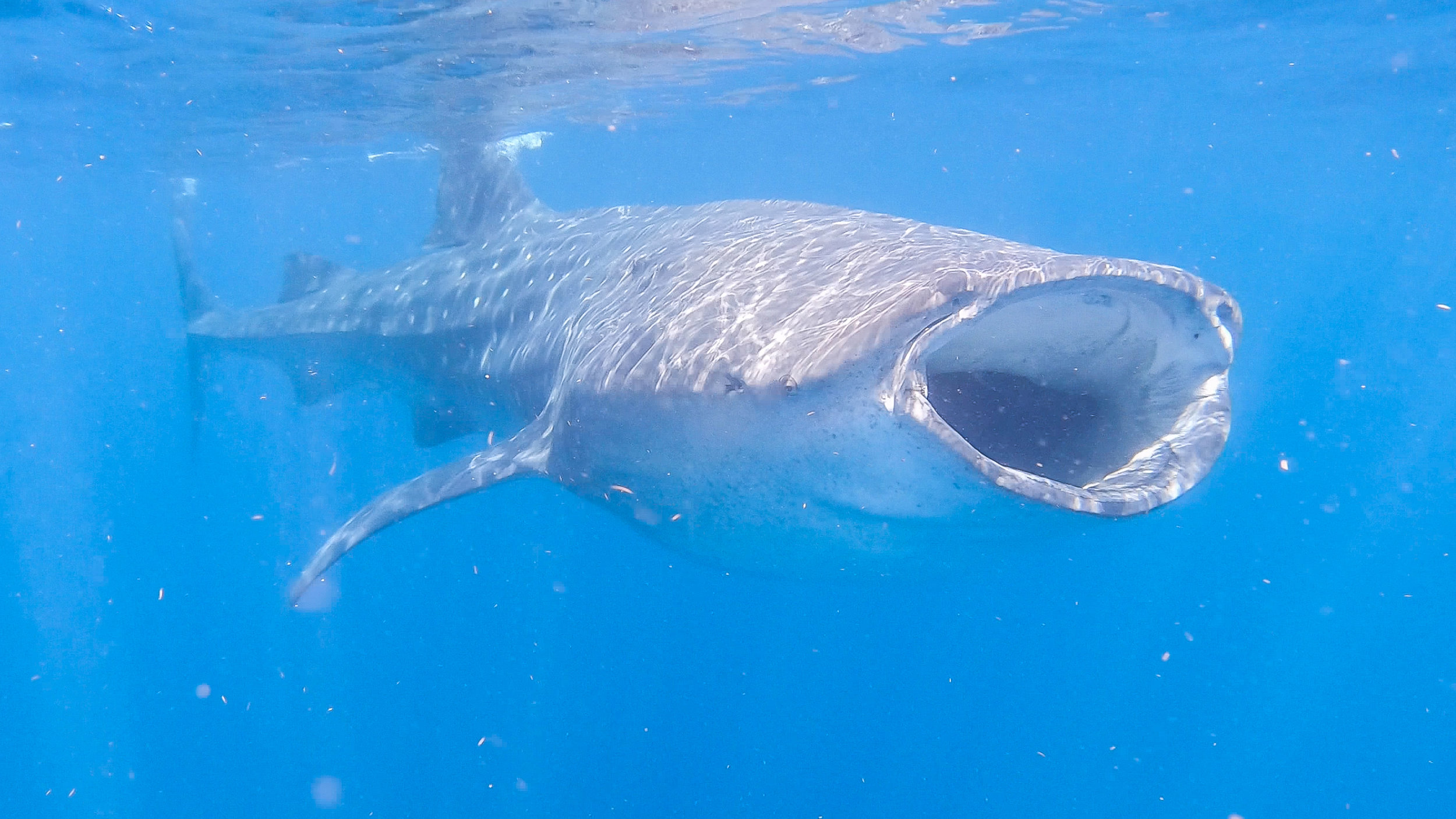 WHALE SHARK - UPDATED-3.jpg