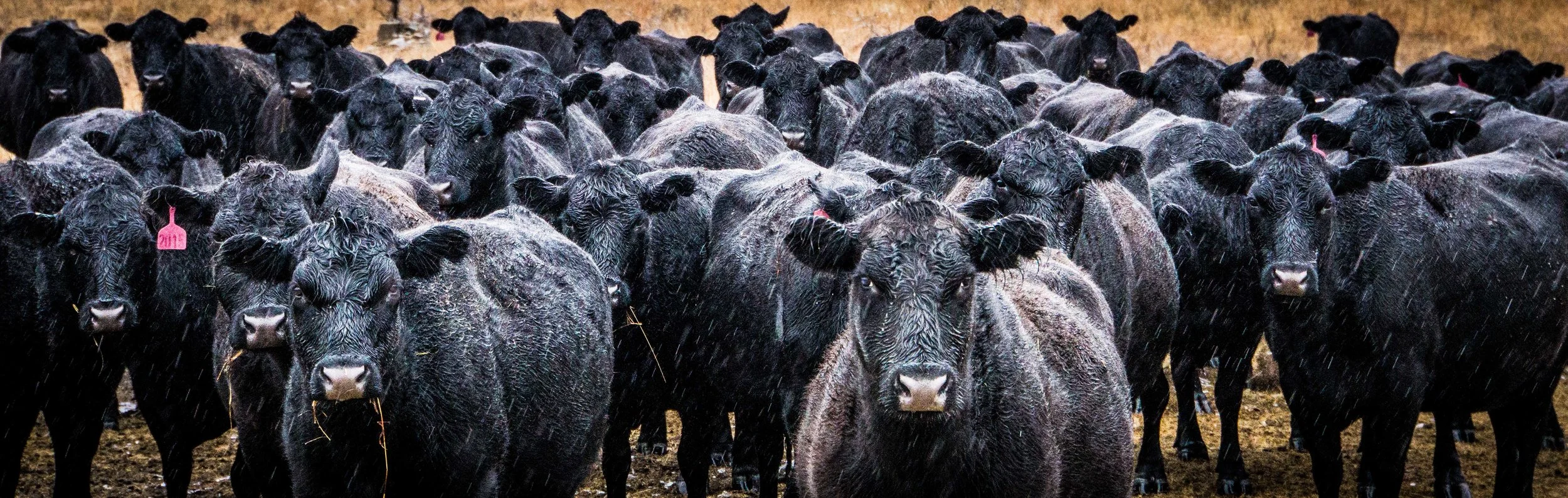 Wet Cows