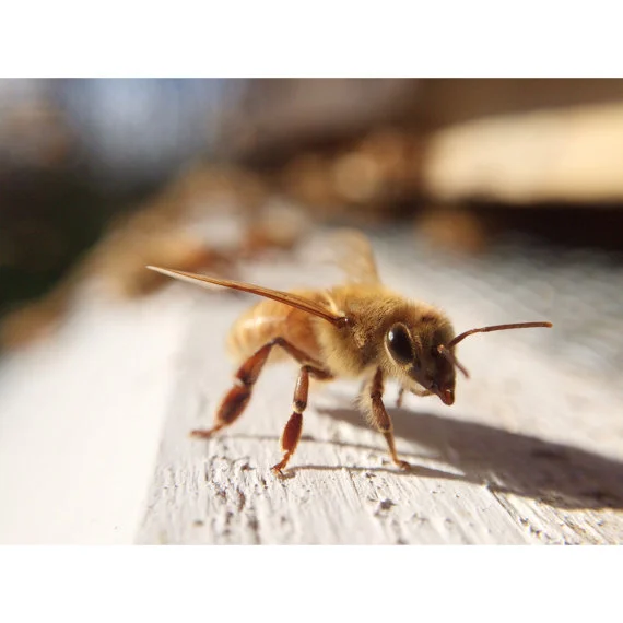 Bee_necklace_actual_bee.jpg