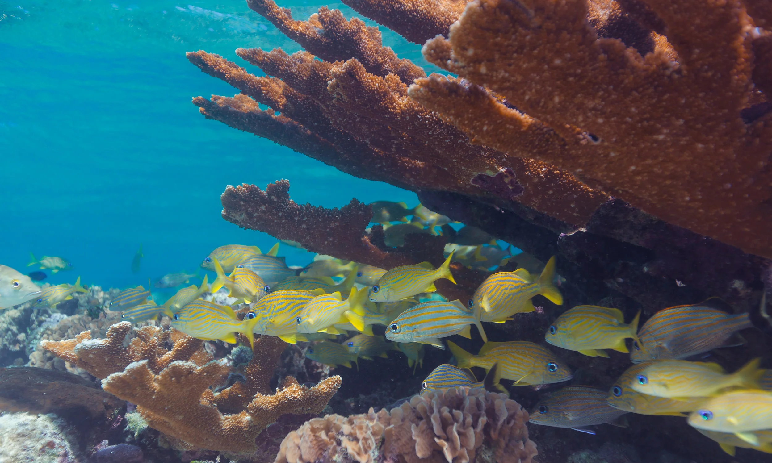 fishundercoral.jpg