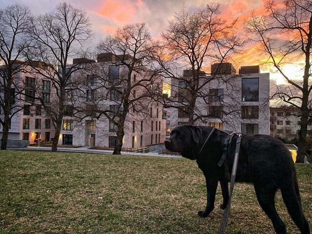 Been in isolation at home the last 24 hours because I was tested for Corona virus yesterday. Fortunately I was negative, so finally I was able to take Emil out for a walk. My wife took him out twice allready, but he was very clear that it was a silly