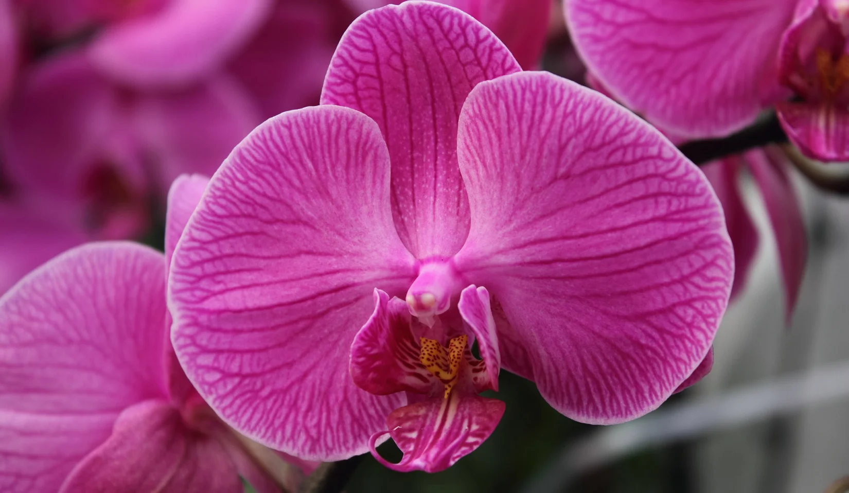 moth-orchid-flower.jpg