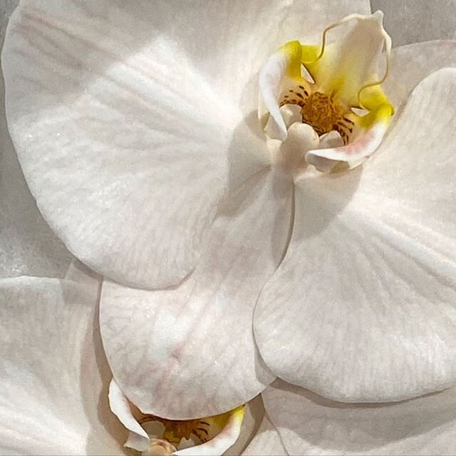DISCOVER | An incredible range of Orchids available at #DakotaFlowers. Subscribe to our newsletter via our link in bio and keep up-to-date with our latest stock.
