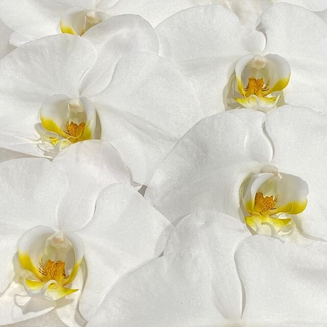ORCHIDS | Available now at #DakotaFlowers. Take a screenshot of this image, send to: flowers@dakotaflowercompany.com.au and add to your order 💚