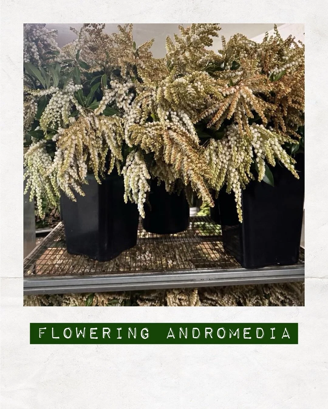JUST IN — Flowering Andromedia — Orders to: flowers@dakotaflowercompany.com.au
#DAKOTAflowers #MelbourneFlowers #WholesaleFlowersMelbourne #SupportLocal #MelbourneFlowerMarket #Flower #Flowers #FlowerTrends