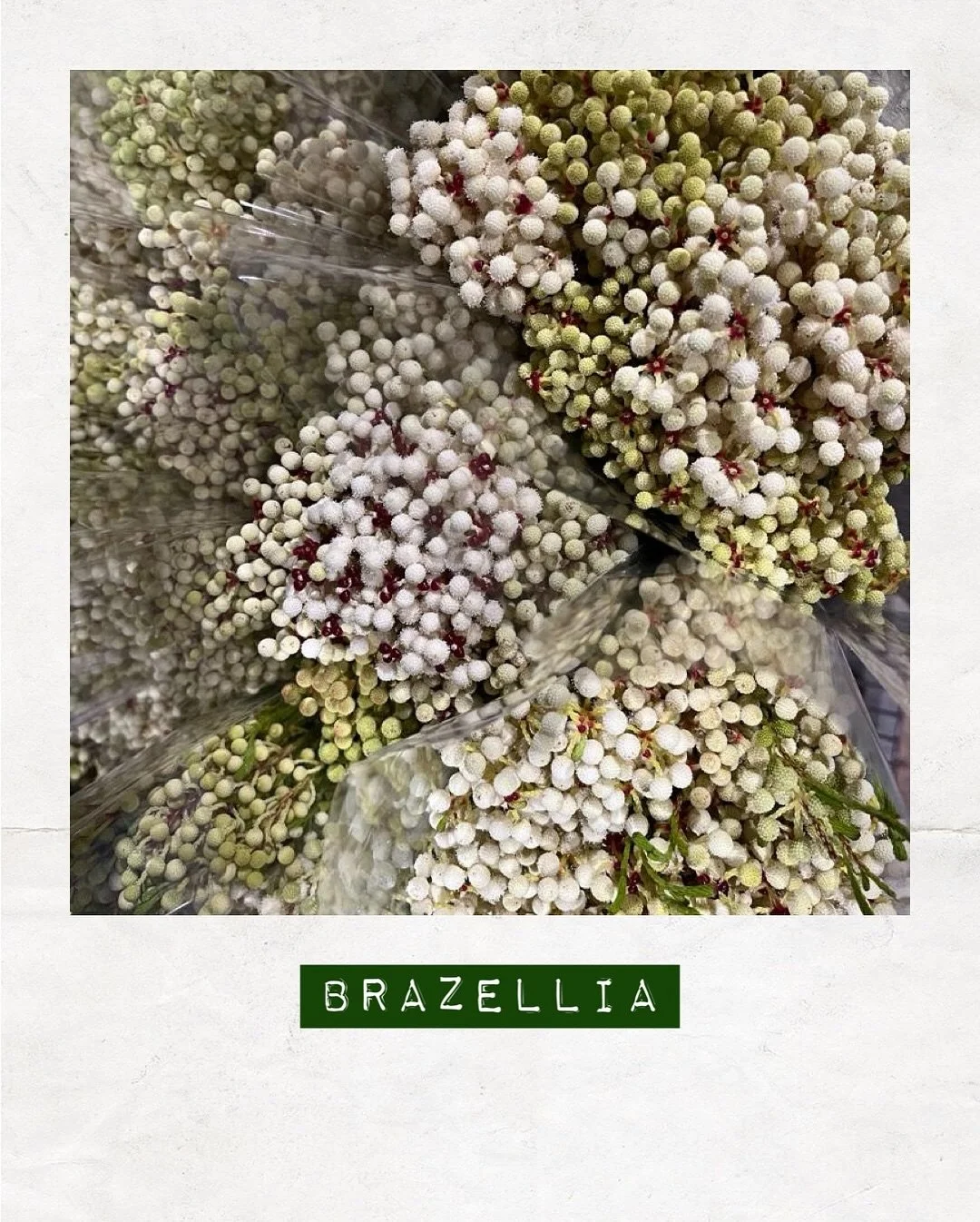 JUST IN — Berzilla — Orders to: flowers@dakotaflowercompany.com.au
#DAKOTAflowers #MelbourneFlowers #WholesaleFlowersMelbourne #SupportLocal #MelbourneFlowerMarket #Flower #Flowers #FlowerTrends