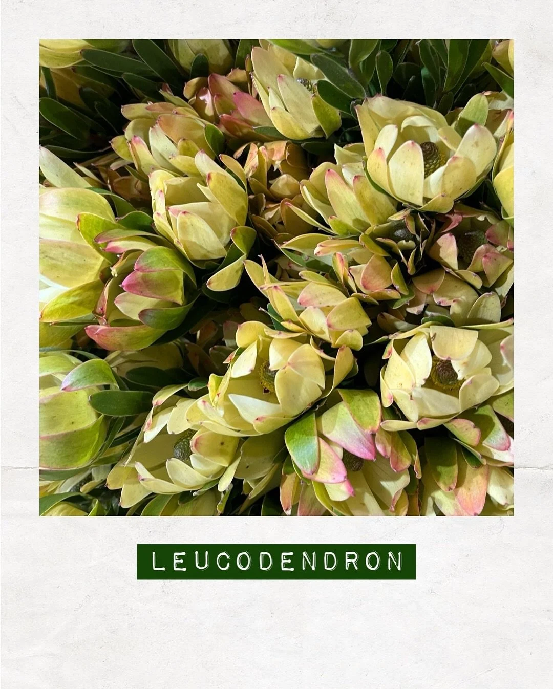 JUST IN — Leucadendron — Orders to: flowers@dakotaflowercompany.com.au
#DAKOTAflowers #MelbourneFlowers #WholesaleFlowersMelbourne #SupportLocal #MelbourneFlowerMarket #Flower #Flowers #FlowerTrends #Leucadendron