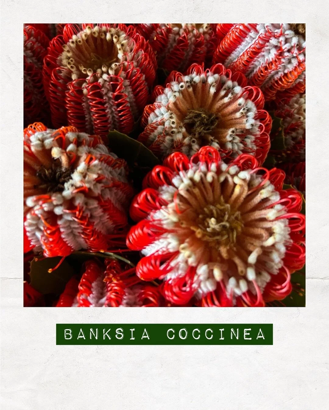 PICKED & BUNCHED FOR YOU — Banksia Coccinea now available at #DakotaFlowers. 
Get in quick & order: flowers@dakotaflowercompany.com.au 
#BanksiaCoccinea #LocallyGrown #SupportLocal