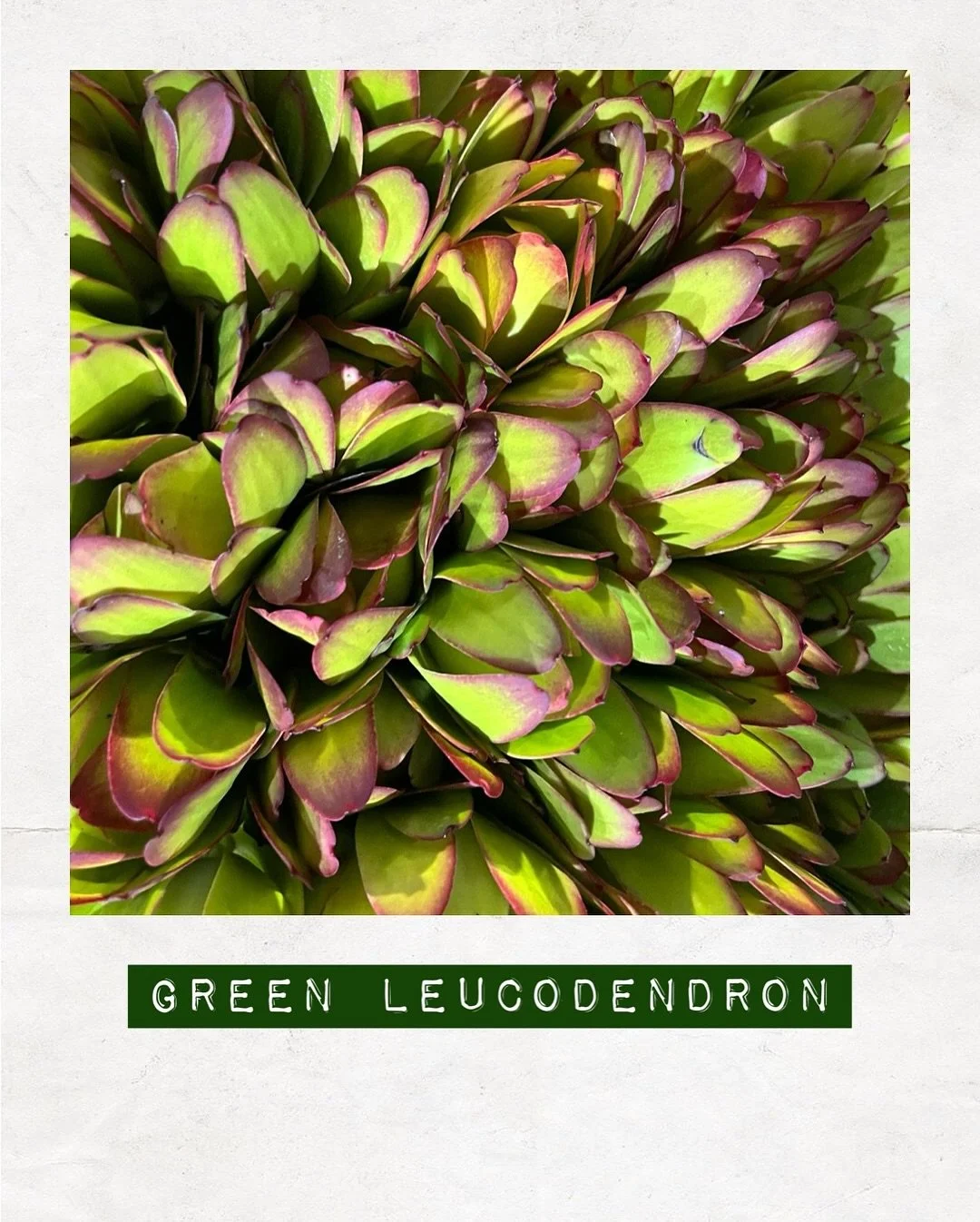 GREEN LEUCODENDRON — Orders to: flowers@dakotaflowercompany.com.au
#DAKOTAflowers #MelbourneFlowers #WholesaleFlowersMelbourne #SupportLocal #Blooms #Flower #Flowers #FlowerTrends #Leucodendron