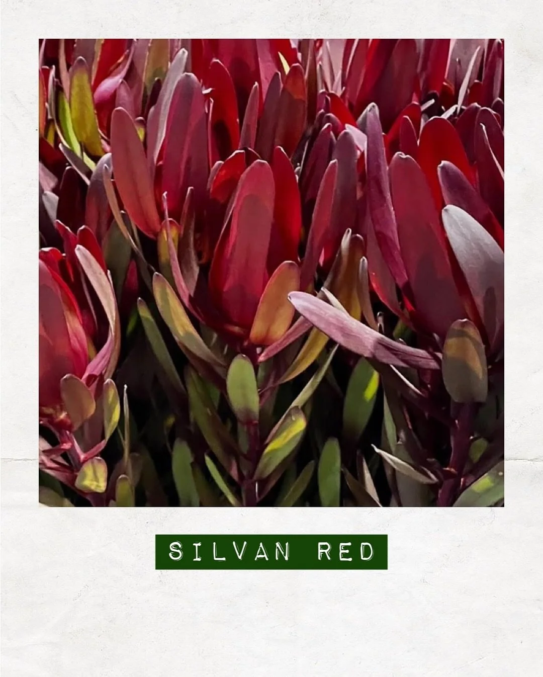 SILVAN RED — Orders to: flowers@dakotaflowercompany.com.au
#DAKOTAflowers #SilvanRed #Flowers #FlowerMarket #MelbourneFlowers