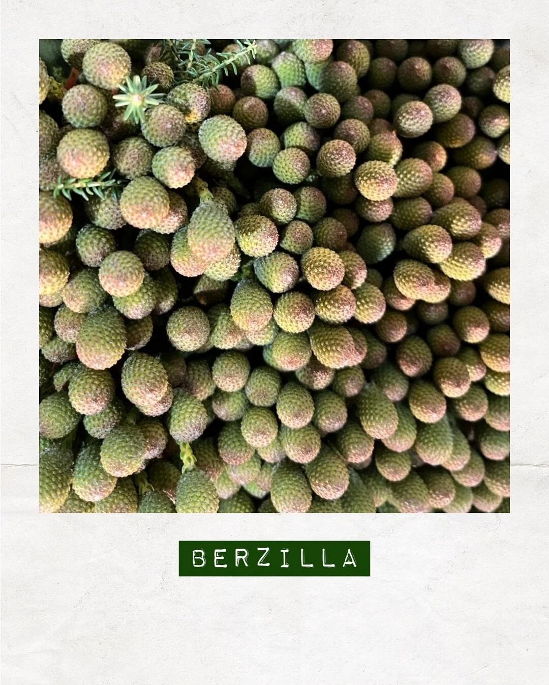 JUST IN — Berzilla — Orders to: flowers@dakotaflowercompany.com.au
#DAKOTAflowers #MelbourneFlowers #WholesaleFlowersMelbourne #SupportLocal #MelbourneFlowerMarket #Flower #Flowers #FlowerTrends