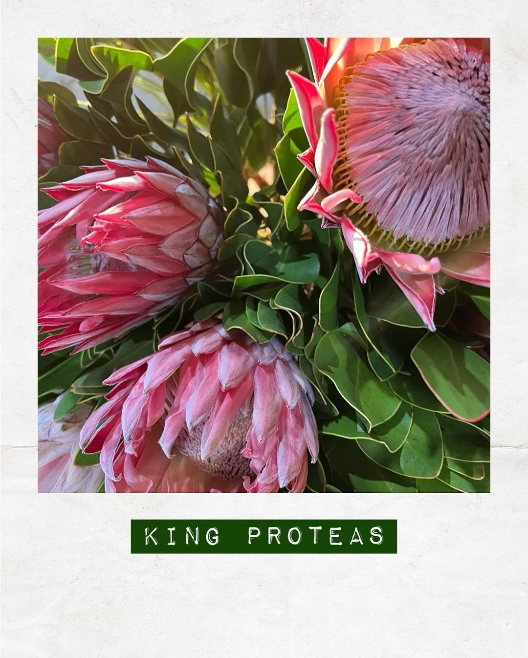 PICKED TODAY, KING PROTEAS — Orders to: flowers@dakotaflowercompany.com.au
#DAKOTAflowers #KingProteas #FlowerMarket #Flowers #ProteaFlower #SupportLocal #FlowersMelbourne