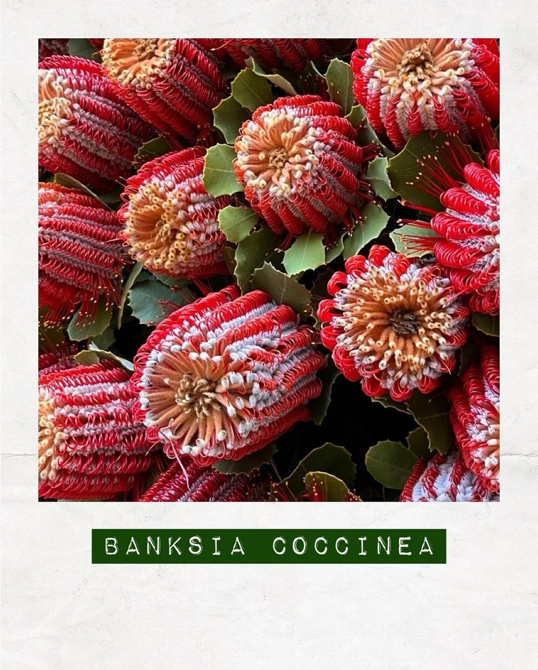 PICKED & BUNCHED FOR YOU — Banksia Coccinea now available at #DakotaFlowers. 
Get in quick & order: flowers@dakotaflowercompany.com.au 
#BanksiaCoccinea #LocallyGrown #SupportLocal
