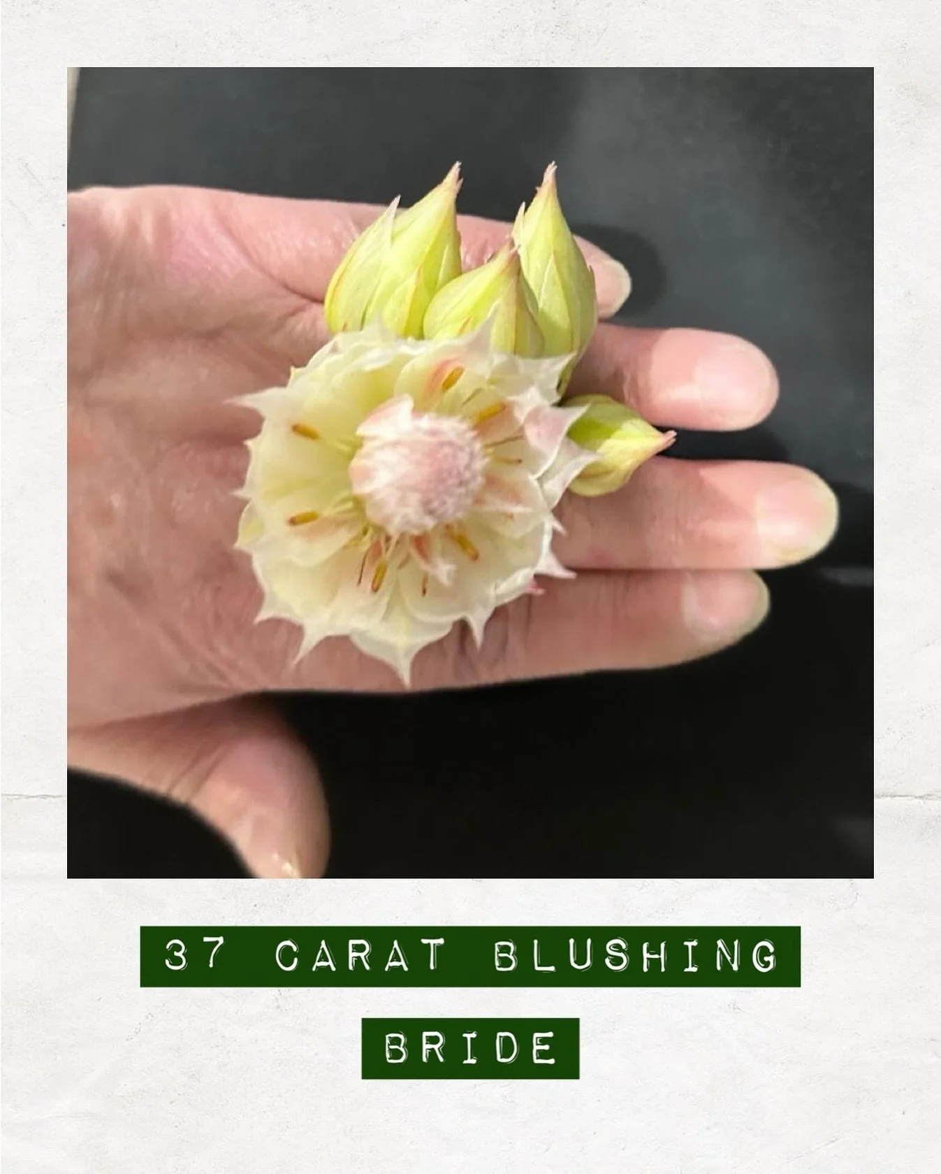 Made us blush #DAKOTAflowers #BlushingBride