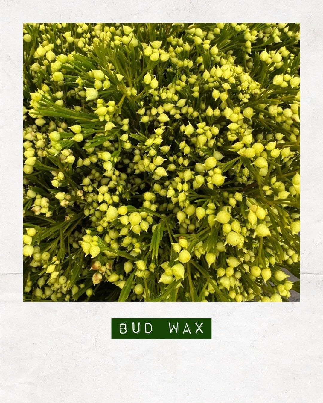 AVAILABLE NOW: Bud Wax — Orders to: flowers@dakotaflowercompany.com.au
#DAKOTAflowers #MelbourneFlowers #WholesaleFlowersMelbourne #SupportLocal #Flower #Flowers #FlowerTrends