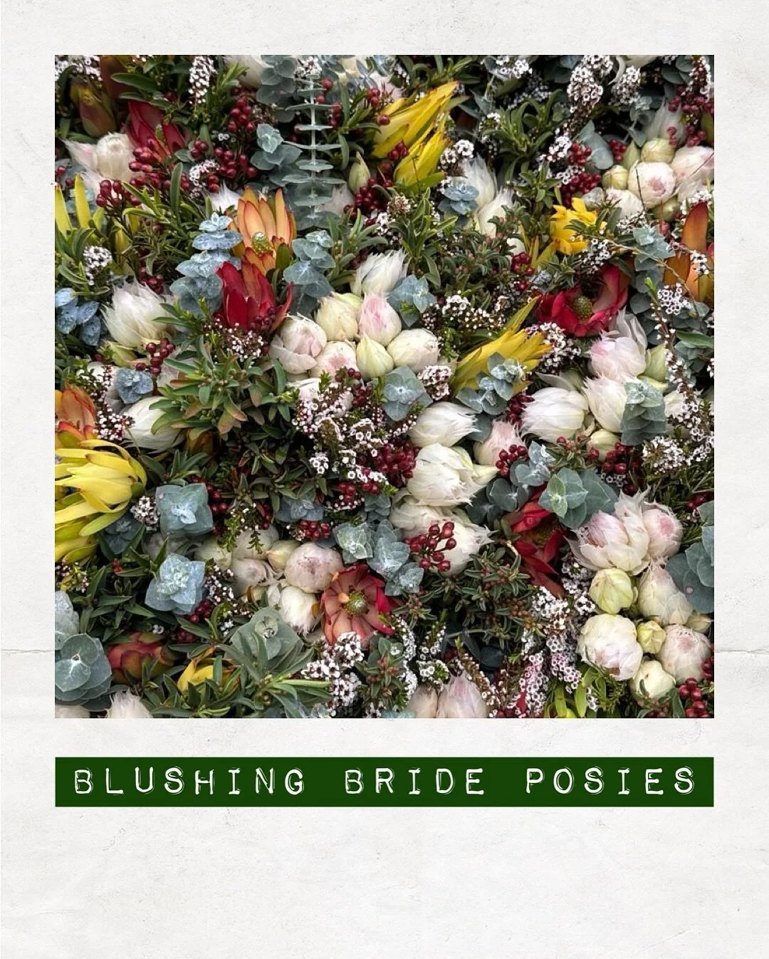 BUNCHED TODAY: Blushing Bride Posies — Orders to: flowers@dakotaflowercompany.com.au
#DAKOTAflowers #MelbourneFlowers #WholesaleFlowersMelbourne #SupportLocal #Flower #Flowers #FlowerTrends #BlushingBride #Posies