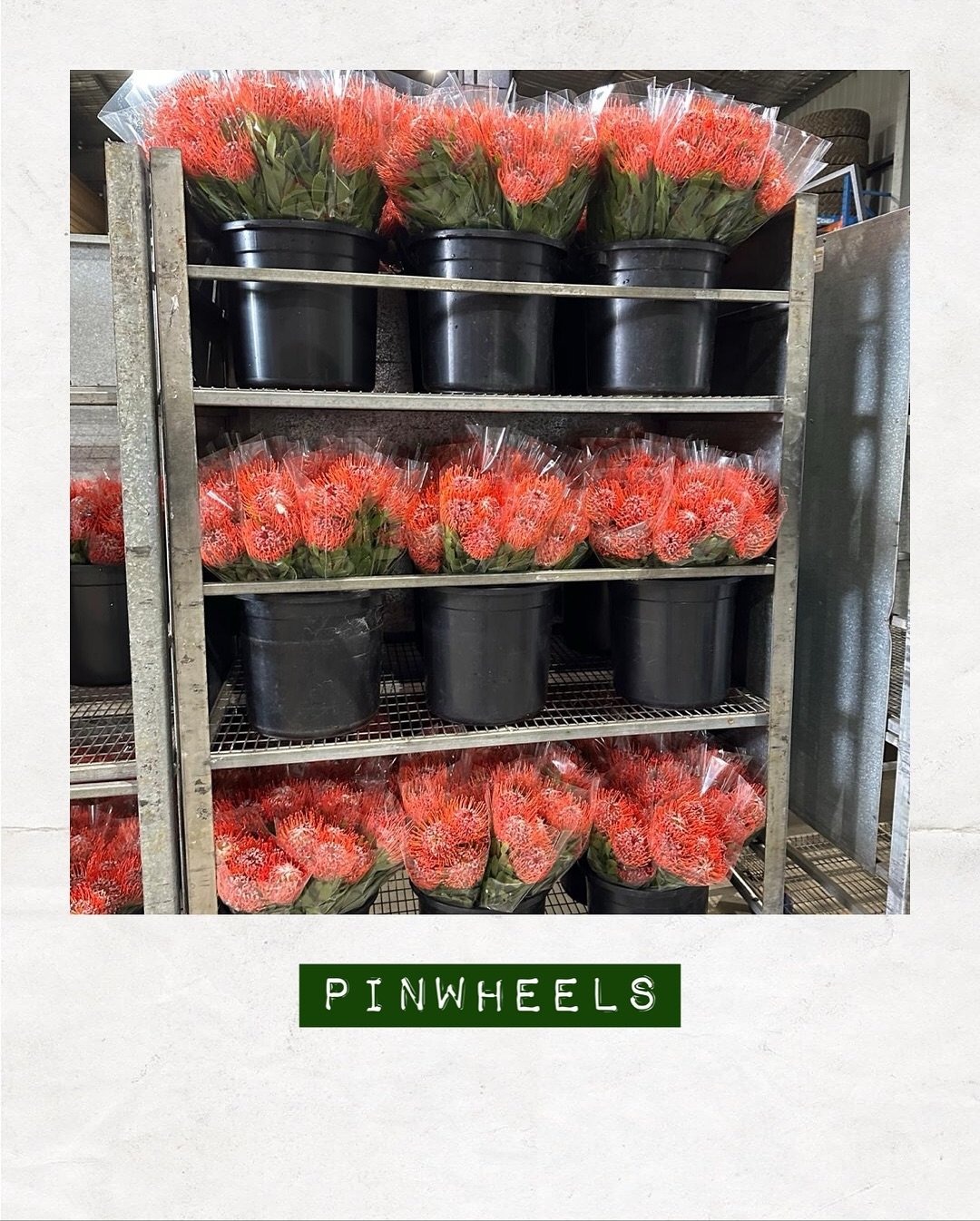 JUST IN, PINWHEELS &mdash; Orders to: flowers@dakotaflowercompany.com.au

#DAKOTAflowers #MelbourneFlowers #WholesaleFlowersMelbourne #SupportLocal #MelbourneFlowerMarket #Flower #Flowers #FlowerTrends #Pinwheels #Melbourne