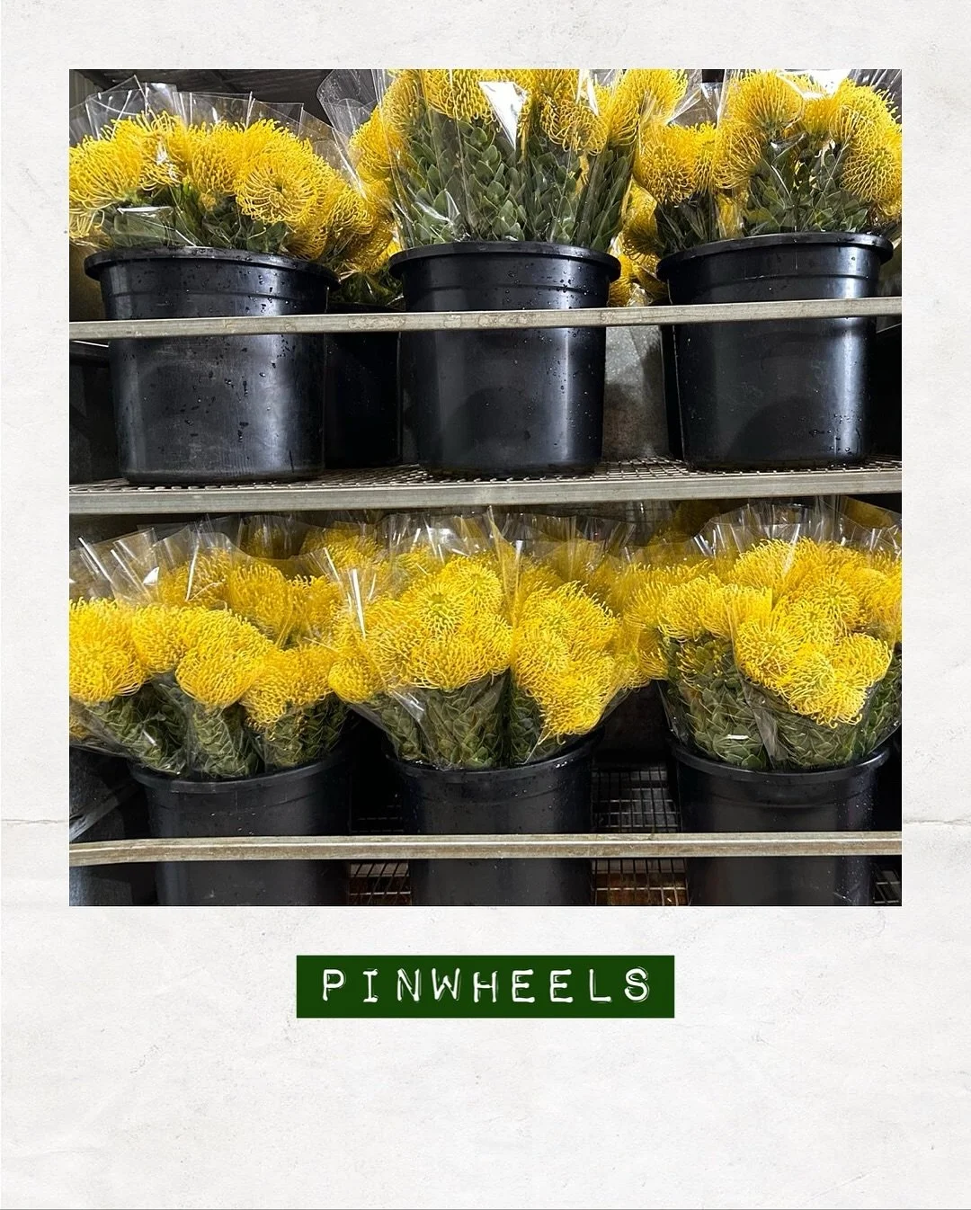 JUST IN, PINWHEELS &mdash; Orders to: flowers@dakotaflowercompany.com.au

#DAKOTAflowers #MelbourneFlowers #WholesaleFlowersMelbourne #SupportLocal #MelbourneFlowerMarket #Flower #Flowers #FlowerTrends #Pinwheels #Melbourne