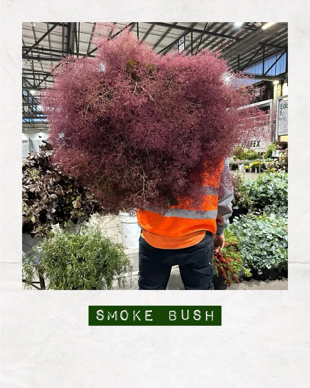 SMOKE BUSH &mdash; Orders to: flowers@dakotaflowercompany.com.au

#DAKOTAflowers #MelbourneFlowers #WholesaleFlowersMelbourne #SupportLocal #MelbourneFlowerMarket