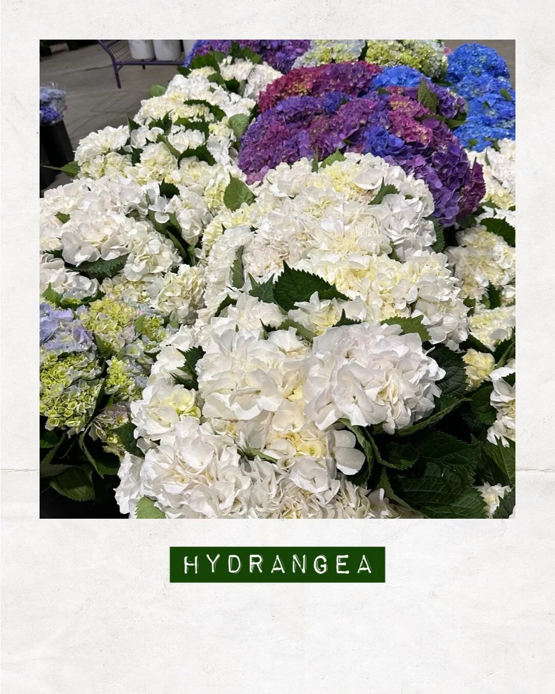 JUST IN &mdash; Hydrangea &mdash; Orders to: flowers@dakotaflowercompany.com.au ✉️ GET IN QUICK! 

#DAKOTAflowers #MelbourneFlowers #WholesaleFlowersMelbourne #SupportLocal #MelbourneFlowerMarket Flower Flowers FlowerTrends Hydrangea