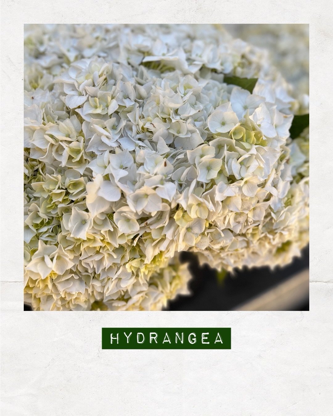 PICKED TODAY &mdash; Hydrangea &mdash; Orders to: flowers@dakotaflowercompany.com.au ✉️ GET IN QUICK! 

#DAKOTAflowers #MelbourneFlowers #WholesaleFlowersMelbourne #SupportLocal #Hydrangea