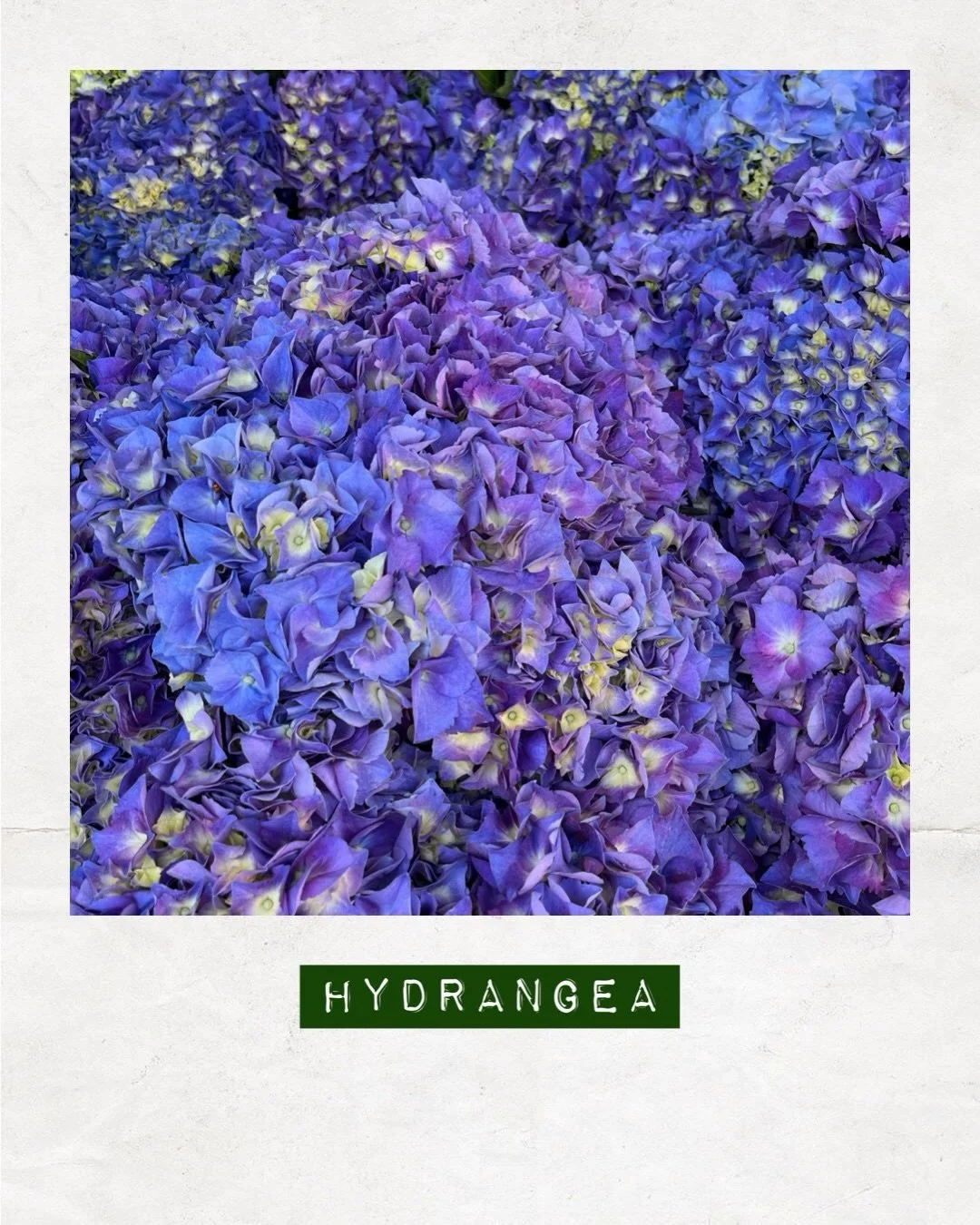 PICKED TODAY &mdash; Hydrangea &mdash; Orders to: flowers@dakotaflowercompany.com.au ✉️ GET IN QUICK! 

#DAKOTAflowers #MelbourneFlowers #WholesaleFlowersMelbourne #SupportLocal #Hydrangea