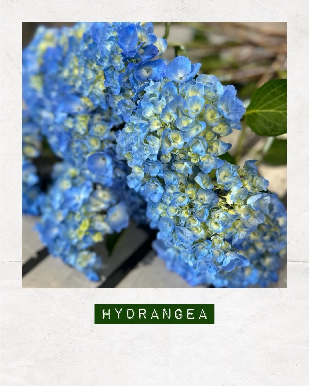 PICKED TODAY &mdash; Hydrangea &mdash; Orders to: flowers@dakotaflowercompany.com.au ✉️ GET IN QUICK! 

#DAKOTAflowers #MelbourneFlowers #WholesaleFlowersMelbourne #SupportLocal #Hydrangea