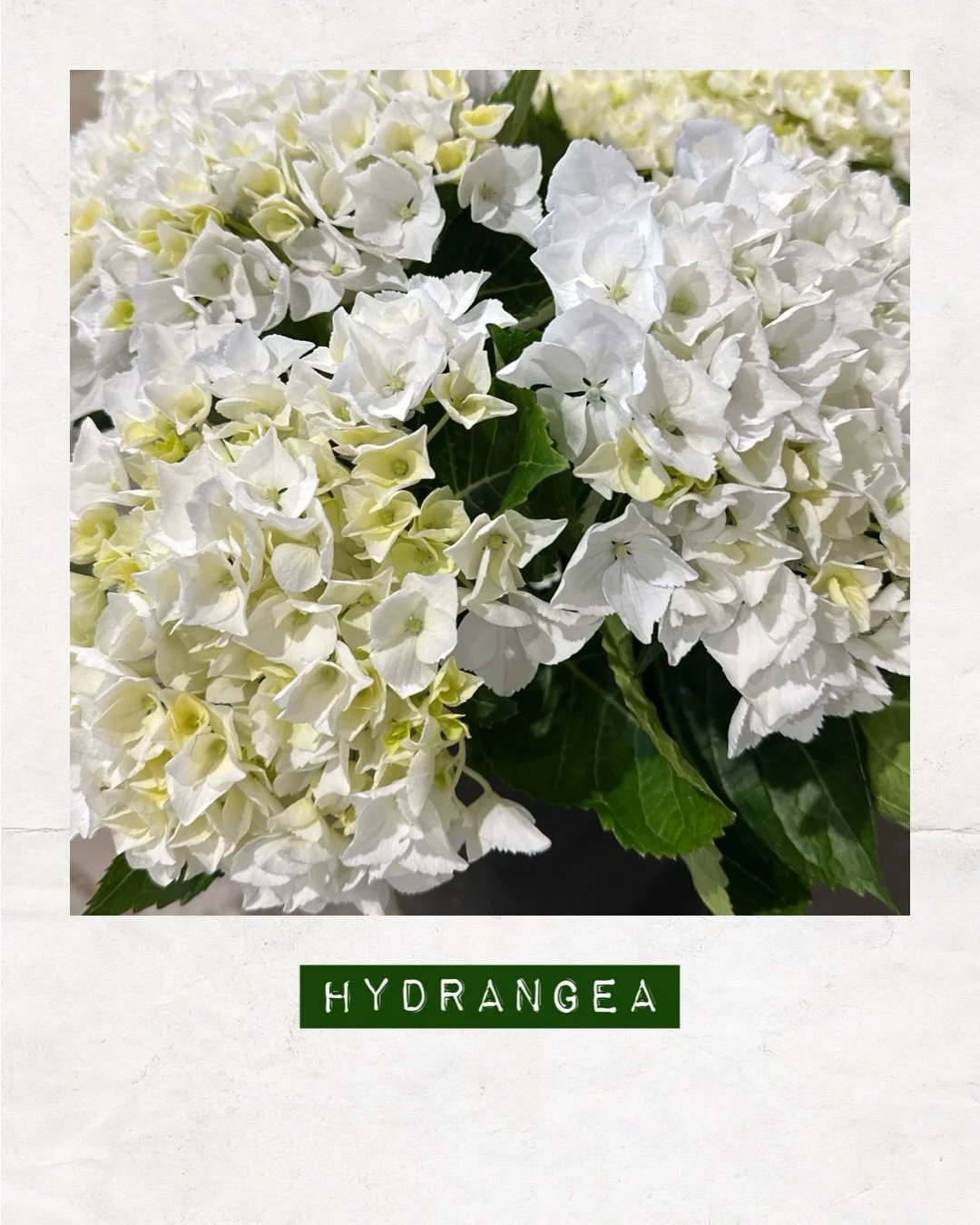 PICKED TODAY &mdash; Hydrangea &mdash; Orders to: flowers@dakotaflowercompany.com.au ✉️ GET IN QUICK! 

#DAKOTAflowers #MelbourneFlowers #WholesaleFlowersMelbourne #SupportLocal #Hydrangea