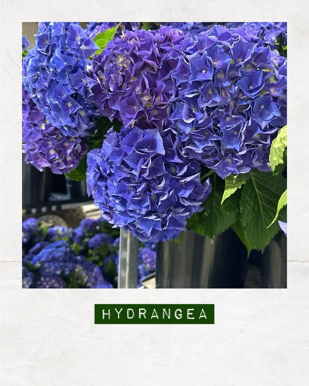 PICKED TODAY &mdash; Hydrangea &mdash; Orders to: flowers@dakotaflowercompany.com.au ✉️ GET IN QUICK! 

#DAKOTAflowers #MelbourneFlowers #WholesaleFlowersMelbourne #SupportLocal #Hydrangea