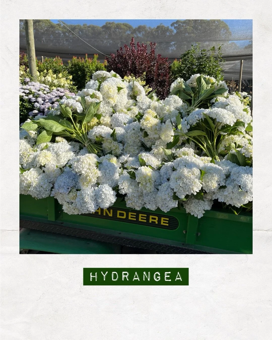 PICKED TODAY &mdash; Hydrangea &mdash; Orders to: flowers@dakotaflowercompany.com.au ✉️ GET IN QUICK! 

#DAKOTAflowers #MelbourneFlowers #WholesaleFlowersMelbourne #SupportLocal #Hydrangea