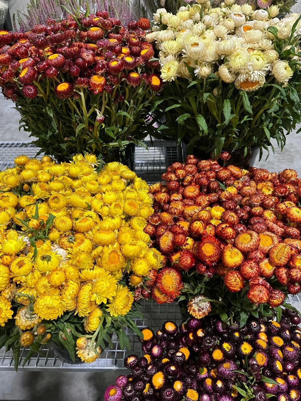 WELCOME 💚 Today&rsquo;s our grand opening of the NEW Dakota Flower Company Wholesale Flower Warehouse! OPEN today from 5am-2pm, see you soon!

Location:
Unit 1/56 Saleyard Road, Kyneton, Victoria 3444

Hours:
Monday to Friday: 5:00AM - 2:00PM
Saturd