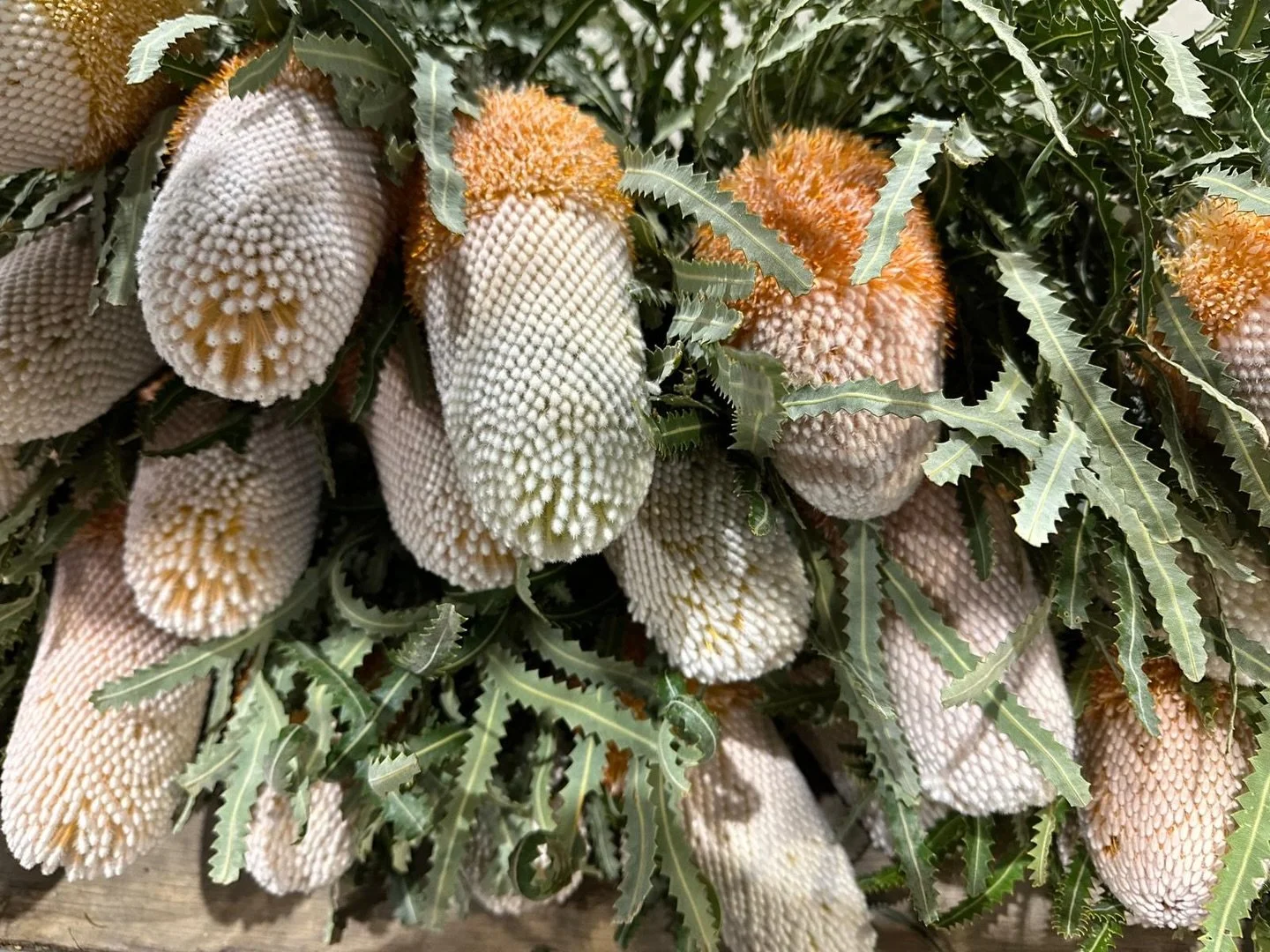 BANKSIAS 💚

Dakota Flower Company Wholesale Flower Warehouse

Location:
Unit 1/56 Saleyard Road, Kyneton, Victoria 3444

Hours:
Monday to Friday: 5:00AM - 2:00PM
Saturday: 6AM - 12:00PM

#DAKOTAflowers #WholesaleFlowers #Flowers
