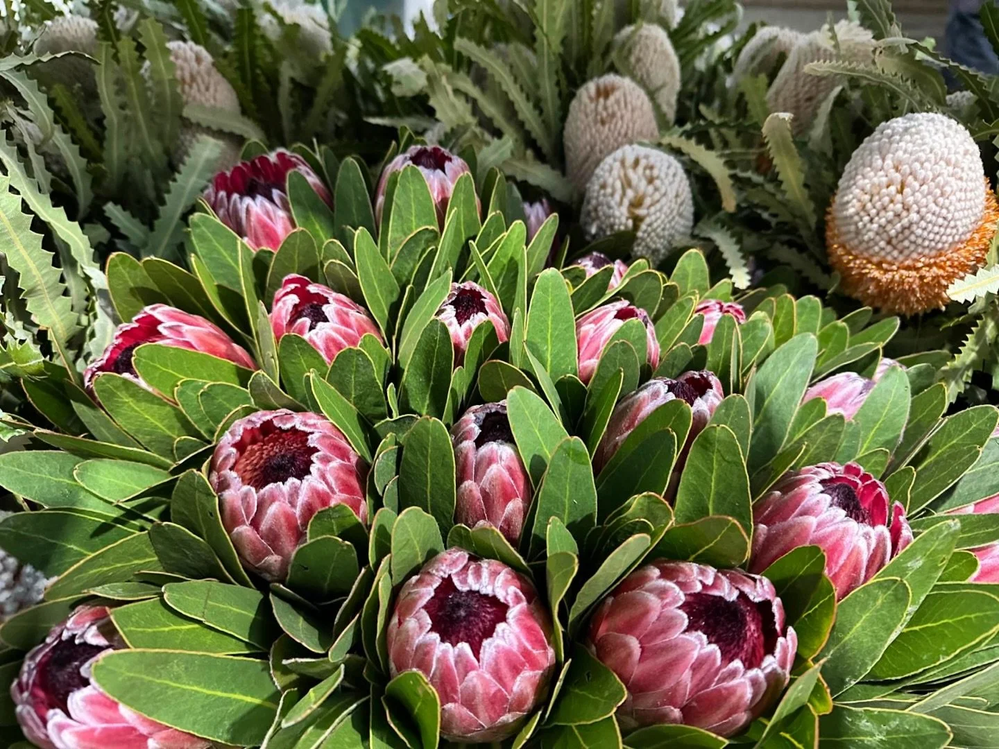 PROTEAS 💚 Dakota Flower Company Warehouse

Location:
Unit 1/56 Saleyard Road, Kyneton, Victoria 3444

Hours:
Monday to Friday: 5:00AM - 2:00PM
Saturday: 6AM - 12:00PM

#DAKOTAflowers #WholesaleFlowers #Flowers