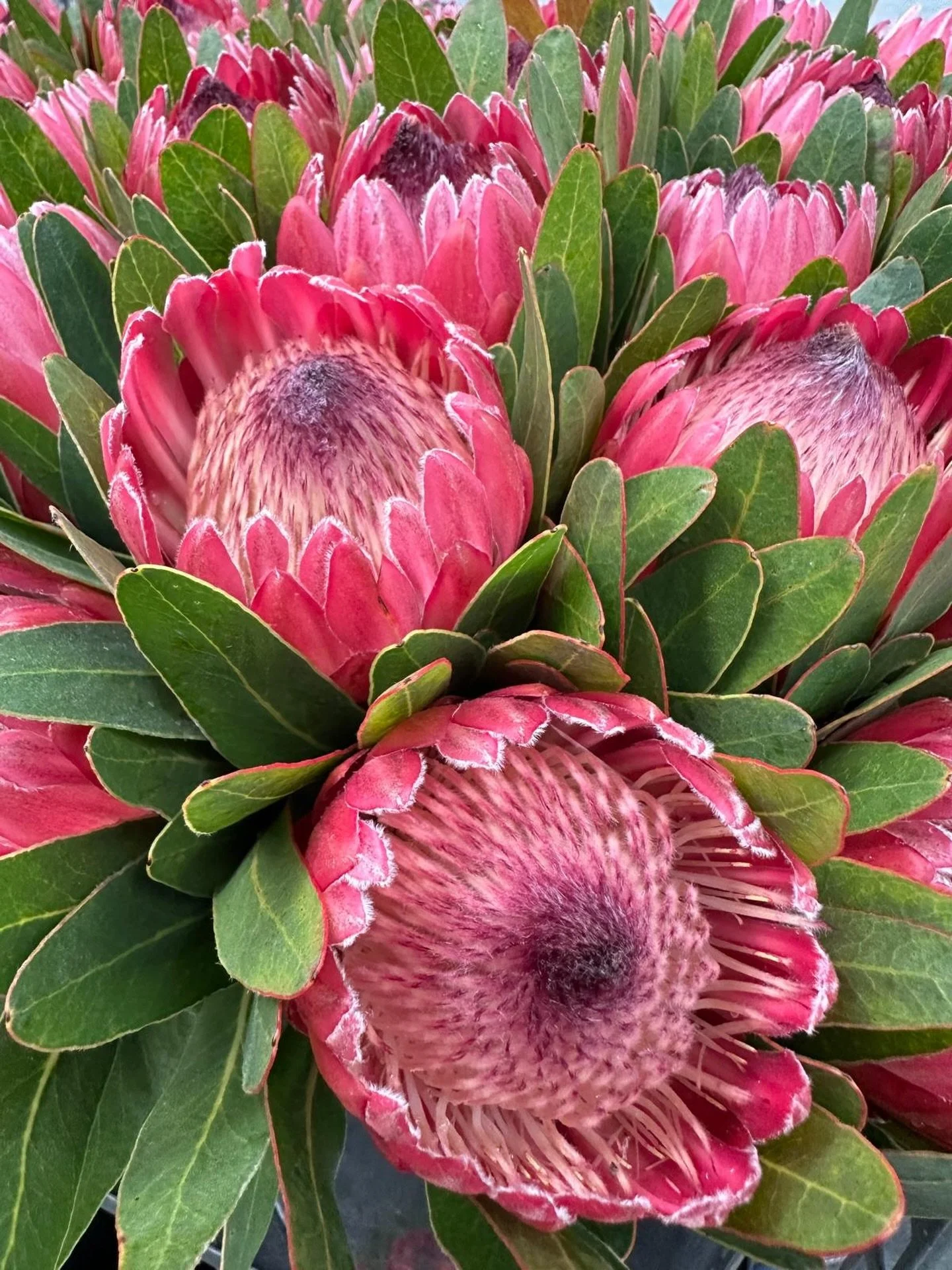 PROTEAS 💚 Dakota Flower Company Warehouse

Location:
Unit 1/56 Saleyard Road, Kyneton, Victoria 3444

Hours:
Monday to Friday: 5:00AM - 2:00PM
Saturday: 6AM - 12:00PM

#DAKOTAflowers #WholesaleFlowers #Flowers