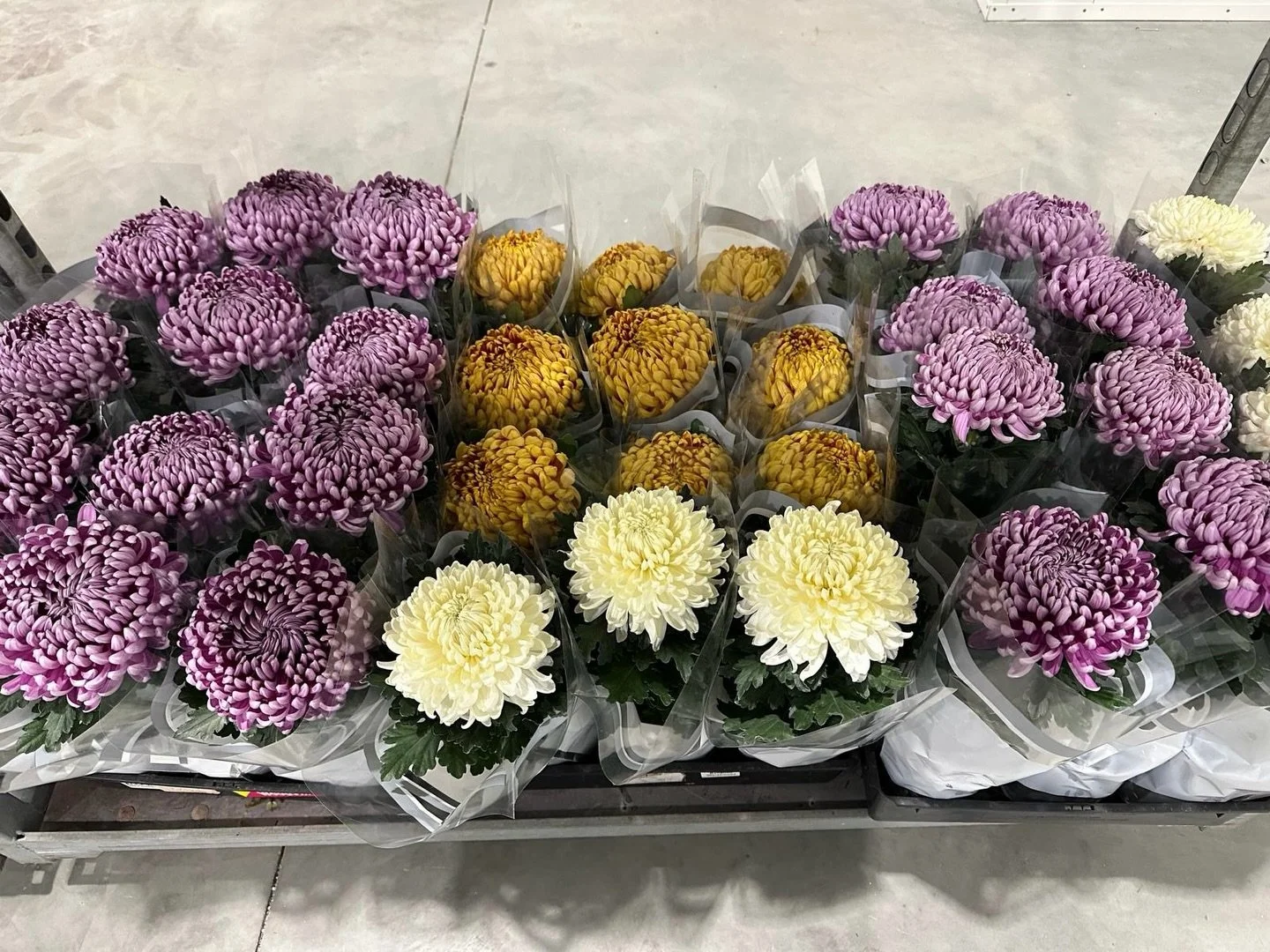 DISBUD POTS 💚 Dakota Flower Company Warehouse

Location:
Unit 1/56 Saleyard Road, Kyneton, Victoria 3444

Hours:
Monday to Friday: 5:00AM - 2:00PM
Saturday: 6AM - 12:00PM

#DAKOTAflowers #WholesaleFlowers #Flowers