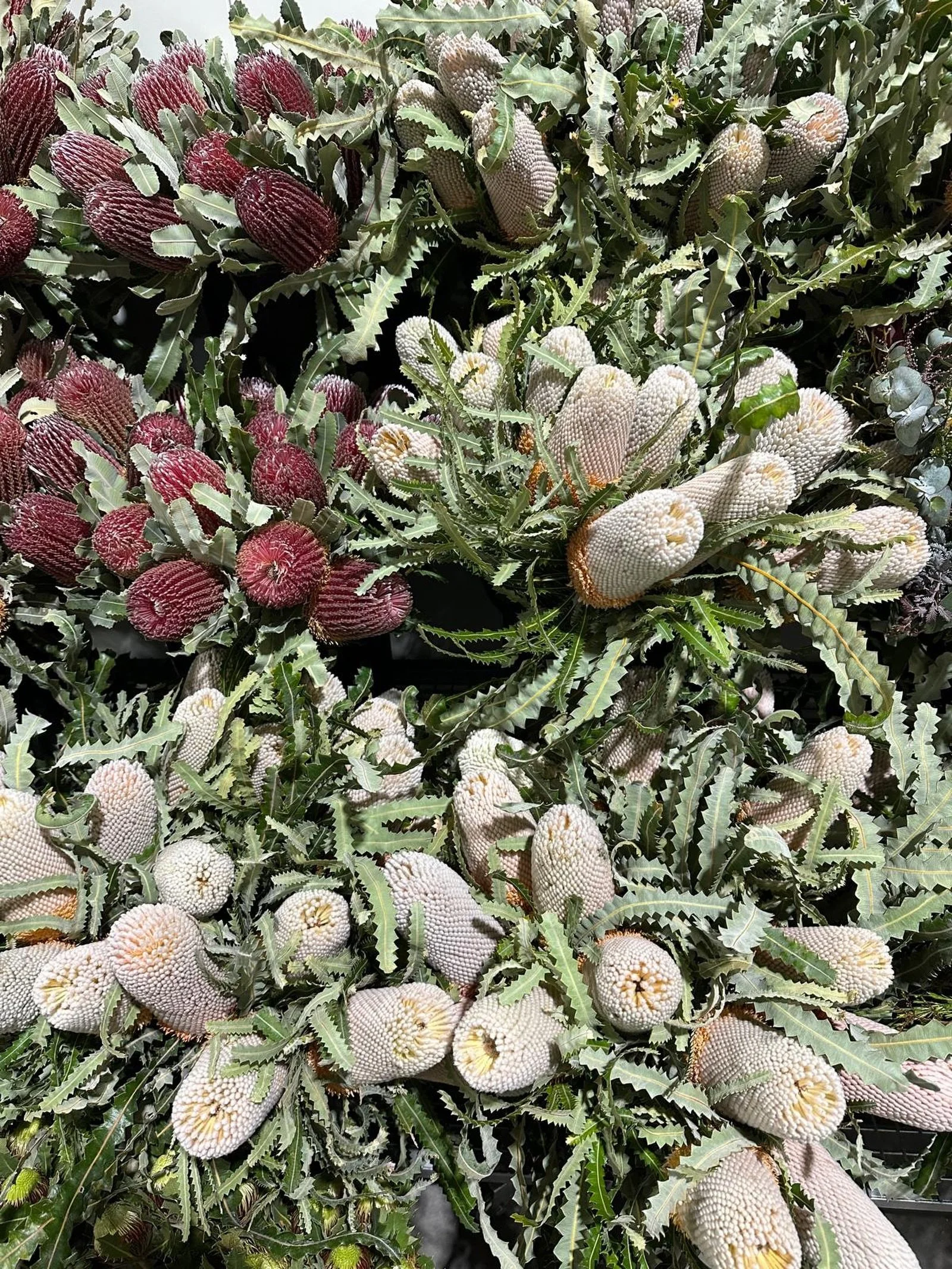 BANKSIAS 💚

Dakota Flower Company Wholesale Flower Warehouse

Location:
Unit 1/56 Saleyard Road, Kyneton, Victoria 3444

Hours: 
Monday 6AM till 2PM
Tuesday 5AM till 2PM
Wednesday 6AM till 2PM
Thursday 5AM till 2PM
Friday 6AM till 2PM
Saturday 6AM t