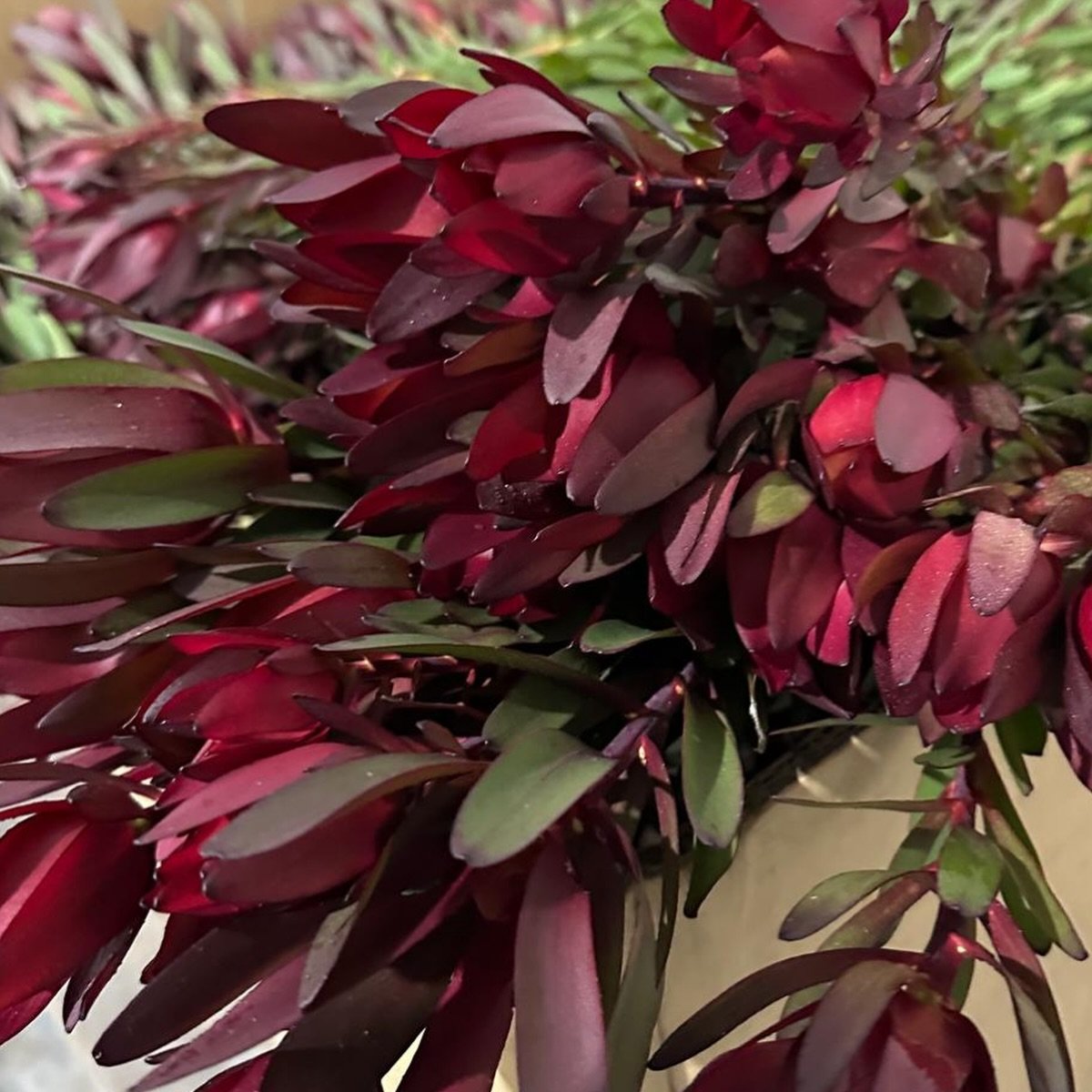 READY FOR YOU 💚

Dakota Flower Company Wholesale Flower Warehouse

Location:
Unit 1/56 Saleyard Road, Kyneton, Victoria 3444

Hours: 
Monday 6AM till 2PM
Tuesday 5AM till 2PM
Wednesday 6AM till 2PM
Thursday 5AM till 2PM
Friday 6AM till 2PM
Saturday 