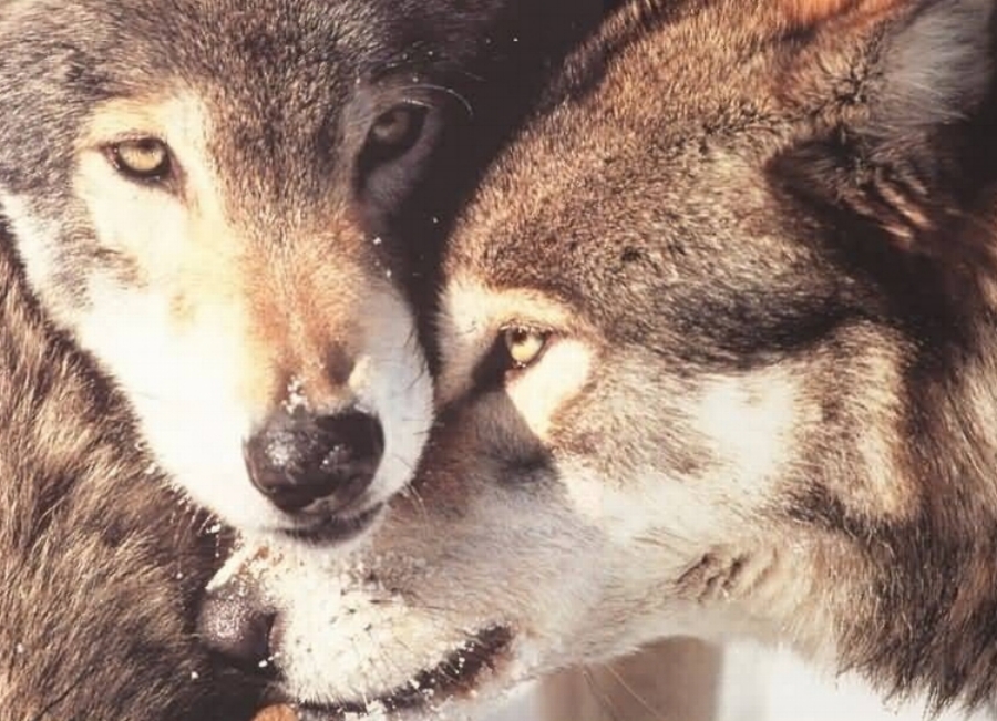 SACRED LOTUS WALK WITH WOLVES RETREAT