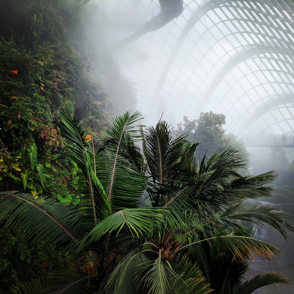 Misting at the Cloud Forest