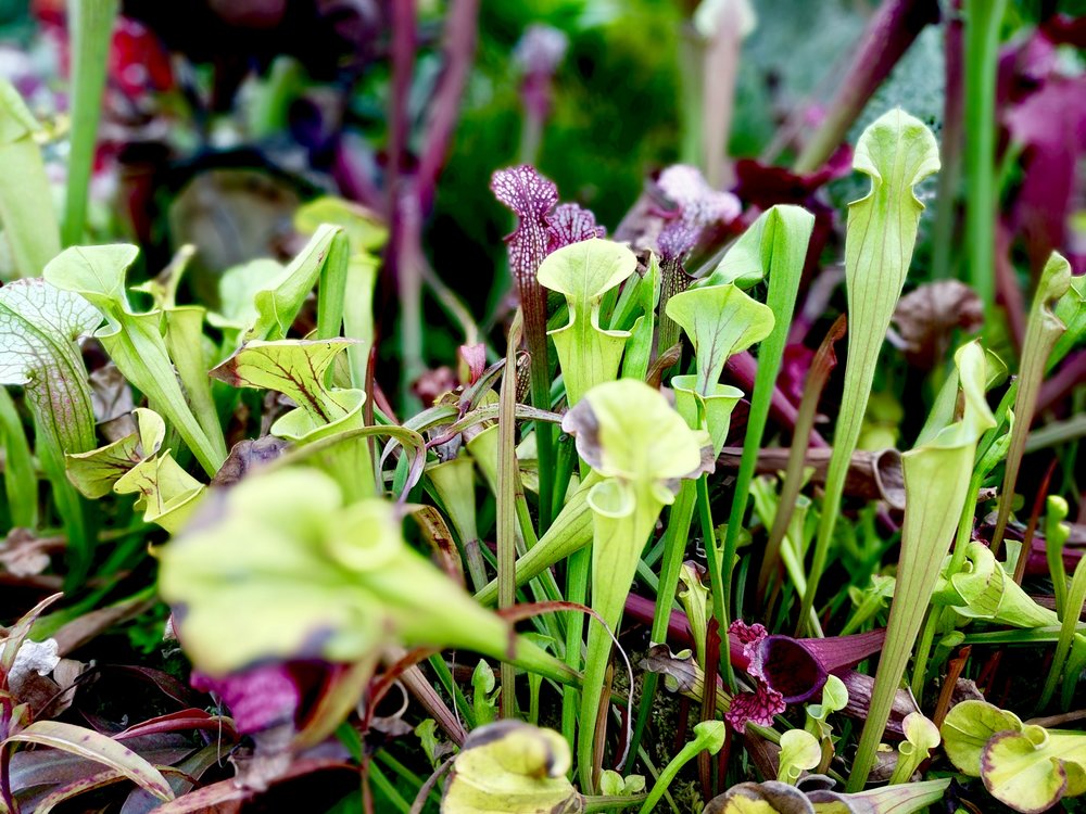 Carnivorous Plants in the Cloud Forest