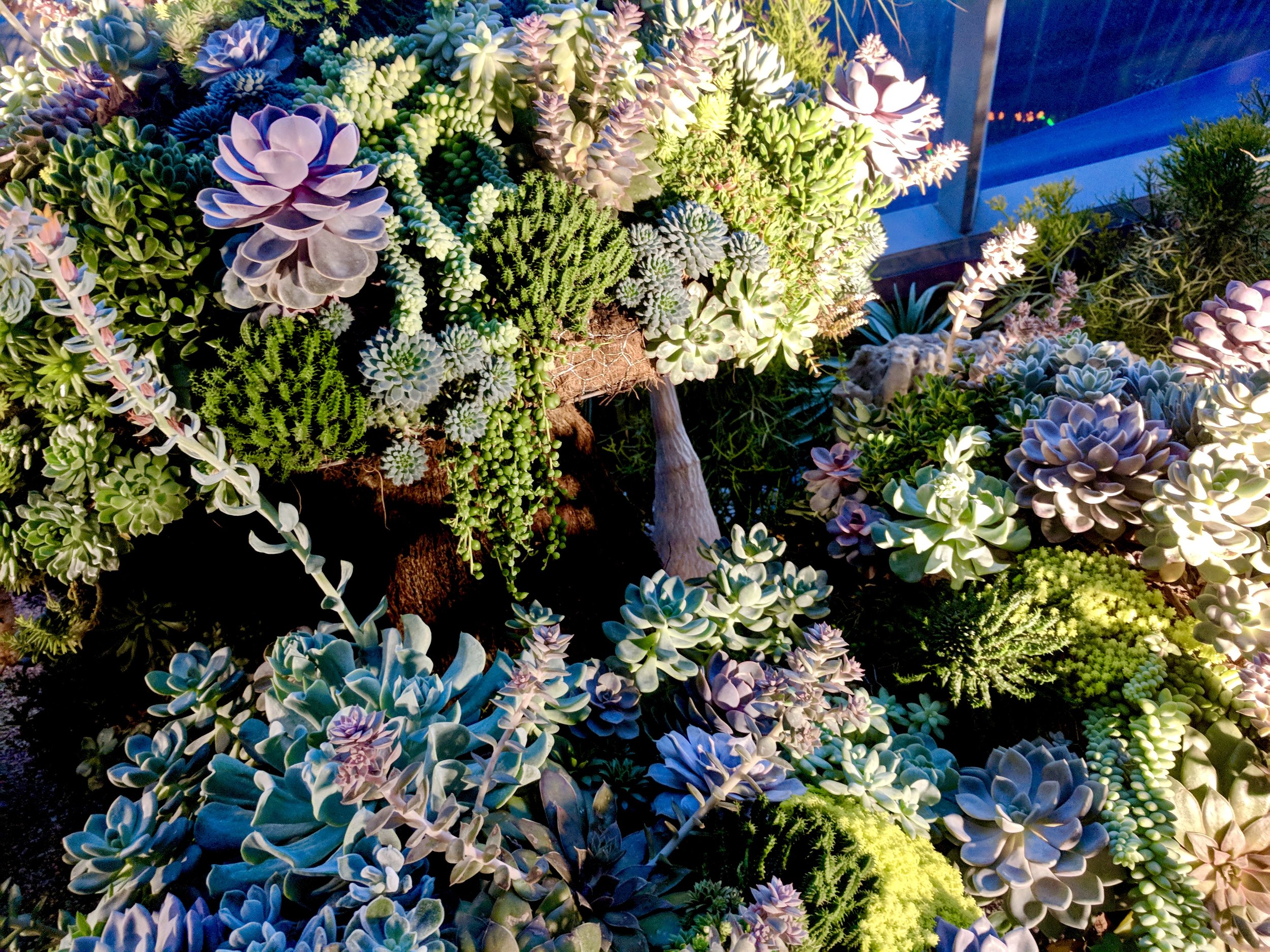 Succulents in the Flower Dome