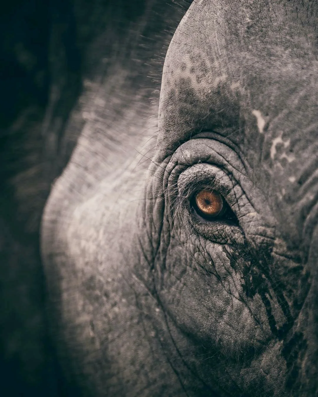 Chiang Mai | Elephant Jungle Sanctuary