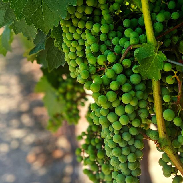 #grapes !! #wine #green
